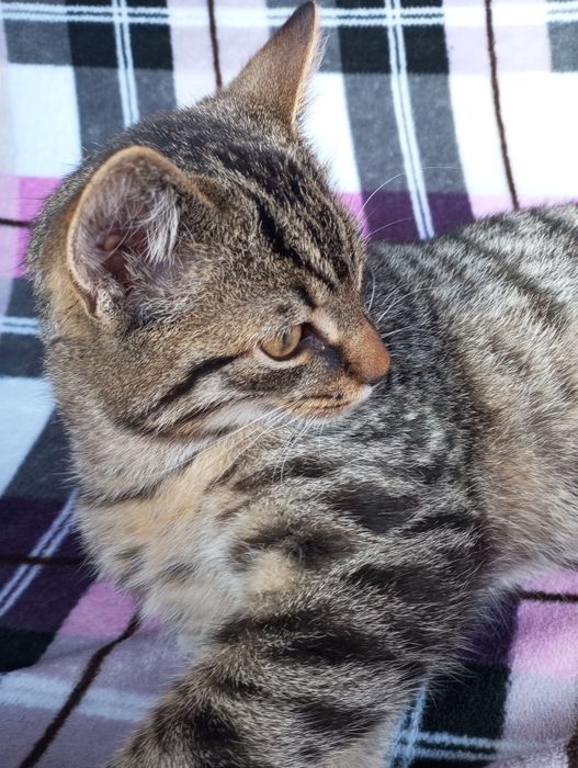 Oddam kotki w dobre ręce