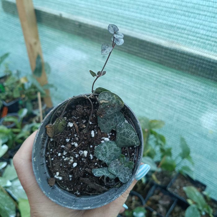 ceropegia woodie