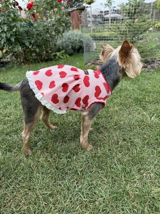 Одяг для собачки