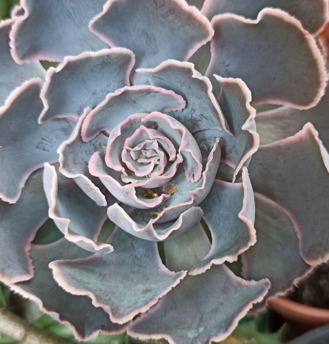 Сукуленти асортимент/ різні сукуленти/ рідкісні сукуленти