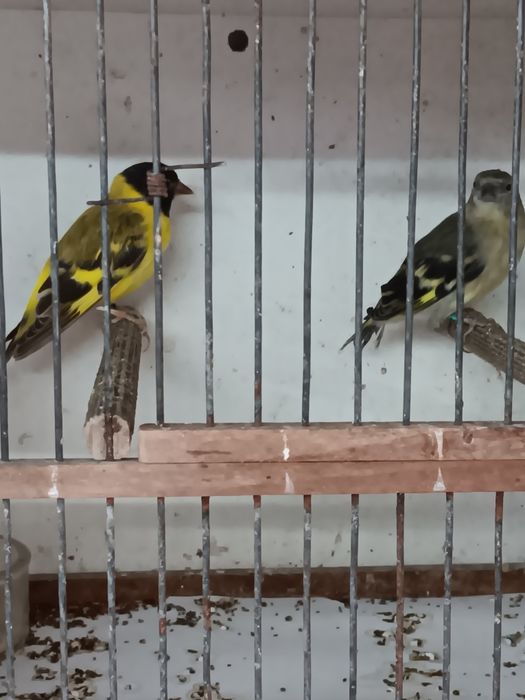 Magelanicos e cardinalitos