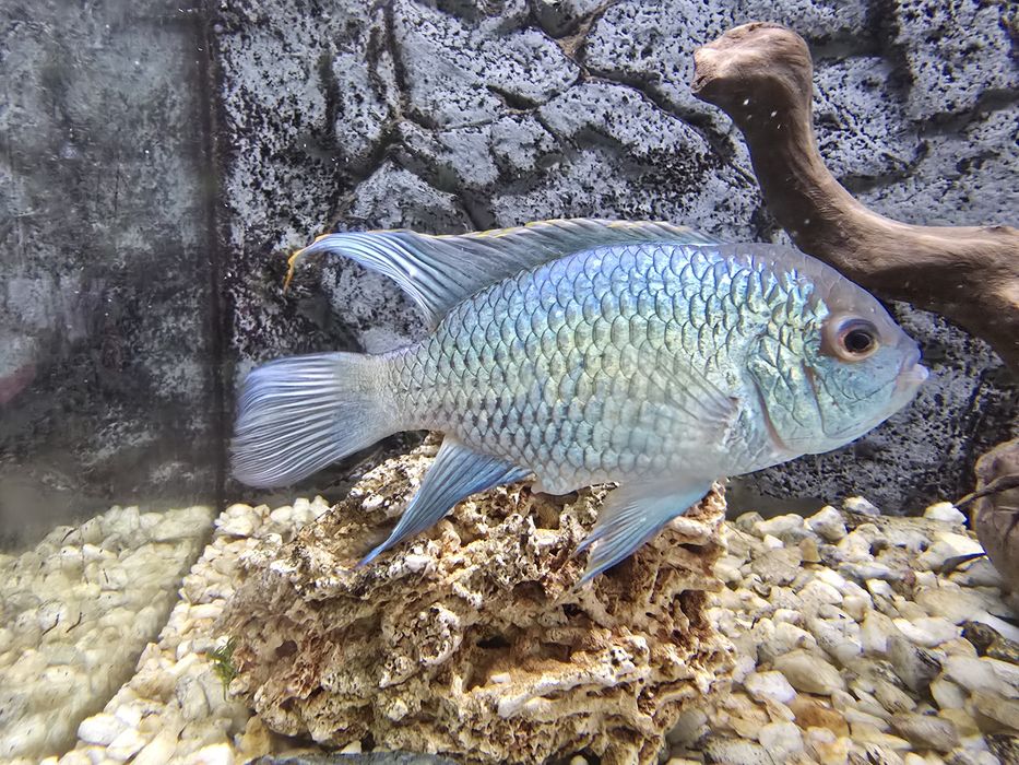 Akara electric blue