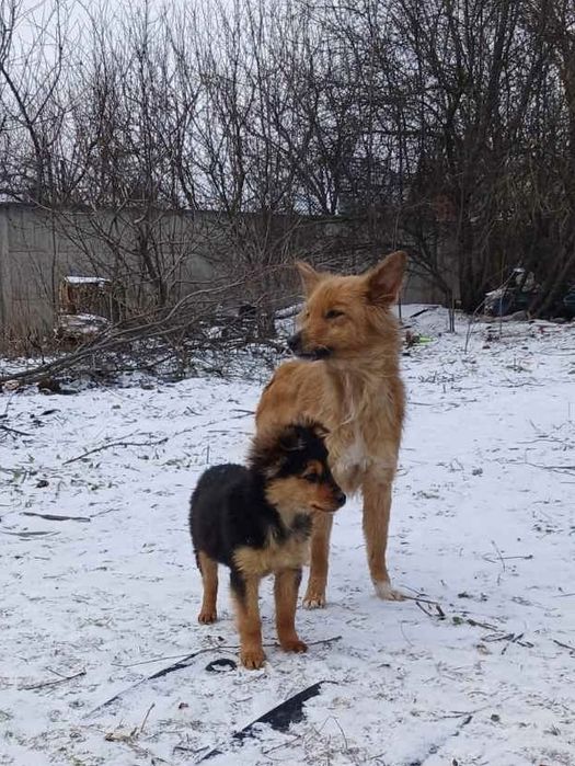 Милі цуценята (дівчата) в гарні руки.