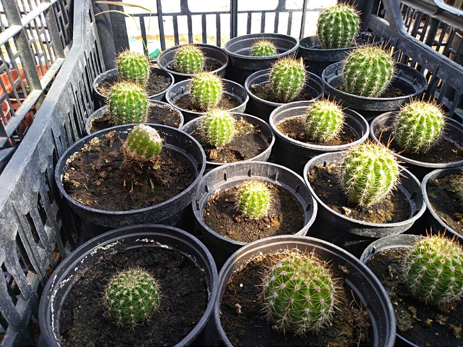 Młode kwitnące kaktusy. Gatunek: Echinopsis eyriesii