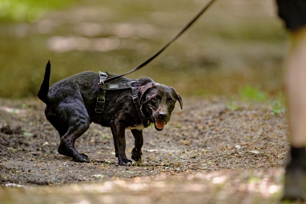 Raki, bardzo źle mu w schronisku, adoptuj