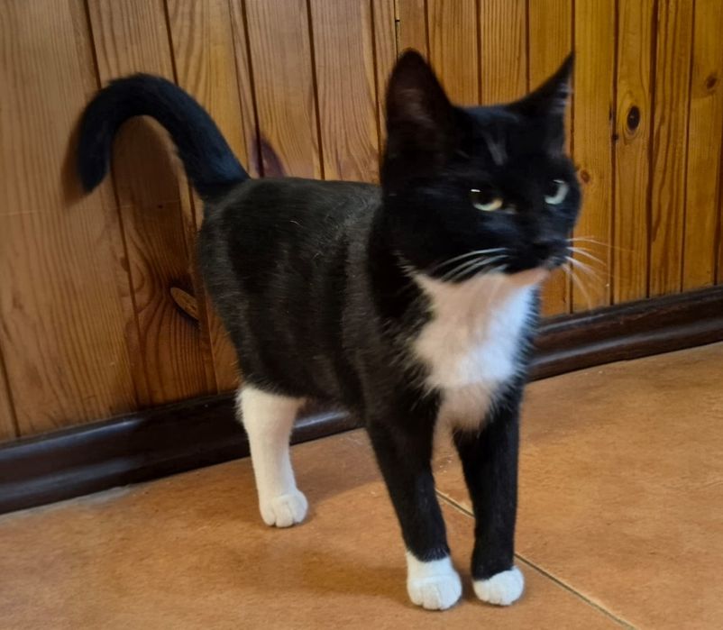 Ewcia, Wojan i Poniś przeurocze kociaki czekają na domy