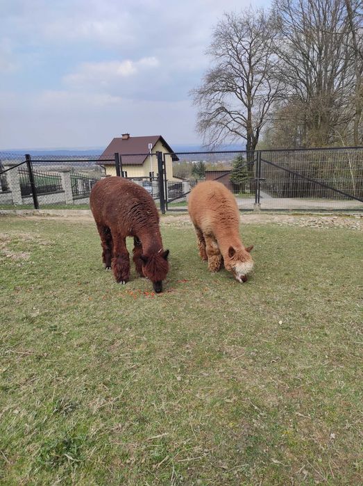 Sprzedam stado alpak - likwidacja