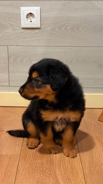 Cachorrinho encontrado Arcozelo Ponte de Lima