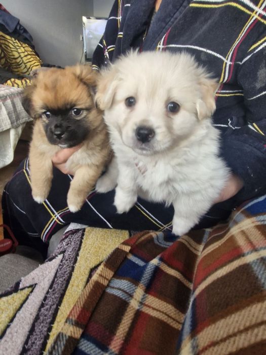 Віддам в в добрі рукі двох цуценят