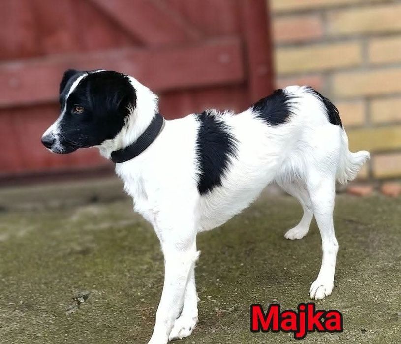 Majka do adopcji
