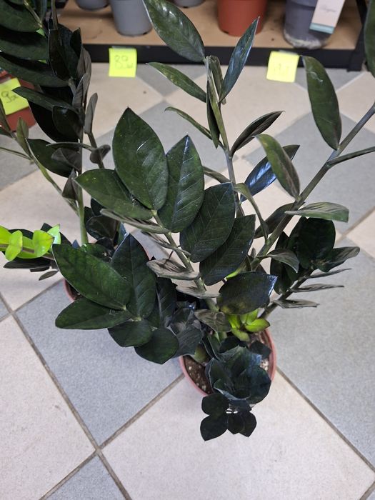 Zamioculcas Raven czarny - Zamiokulkas 50-60cm P14