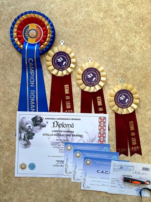 Border terrier Бордер тер'єр Бордер терьер