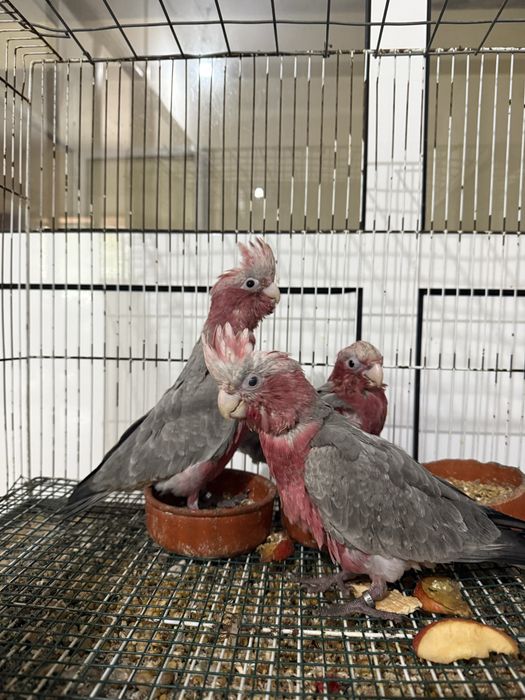 catatua galah macho