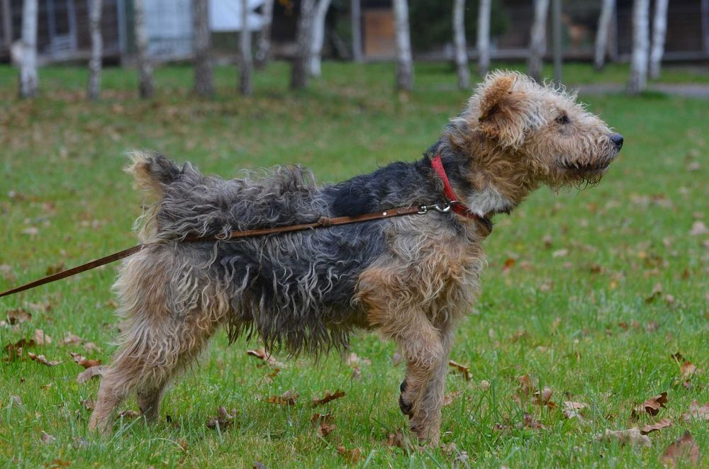 Matiz - do adopcji