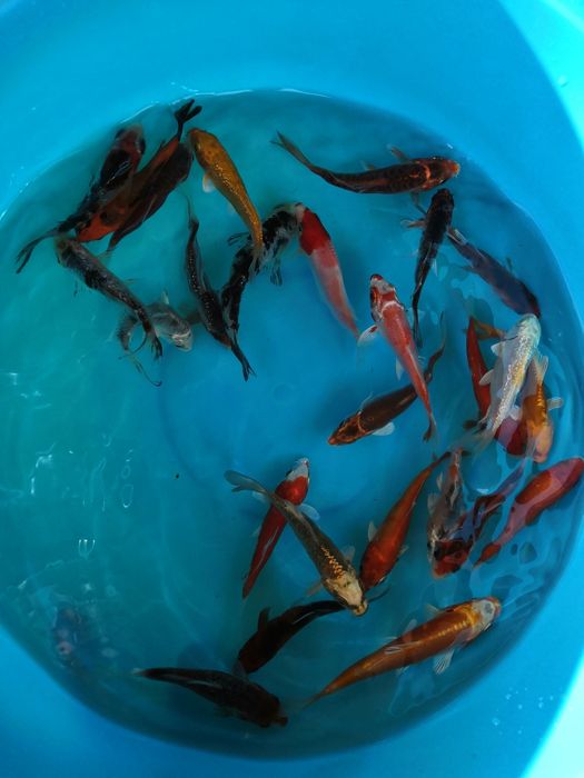 Carpas koi 7-9cm - Grade A - Super Preço