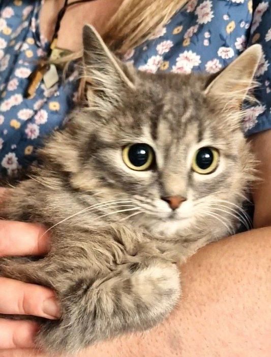 Харьков! Отдаётся ответственным хозяевам