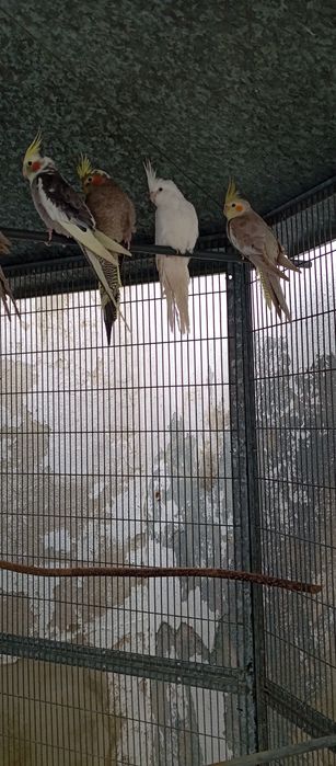 Venda de caturras