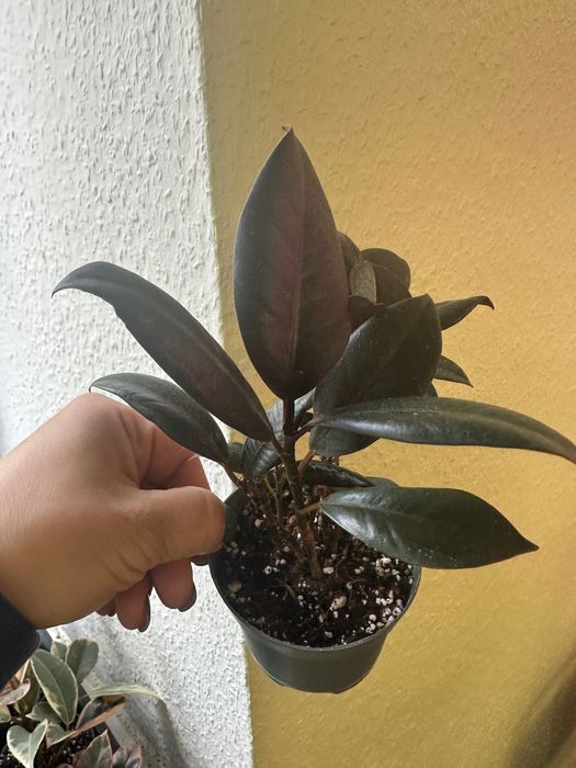 Фікуси, лимон, пілея, хлорофітум, очисток Бурріто