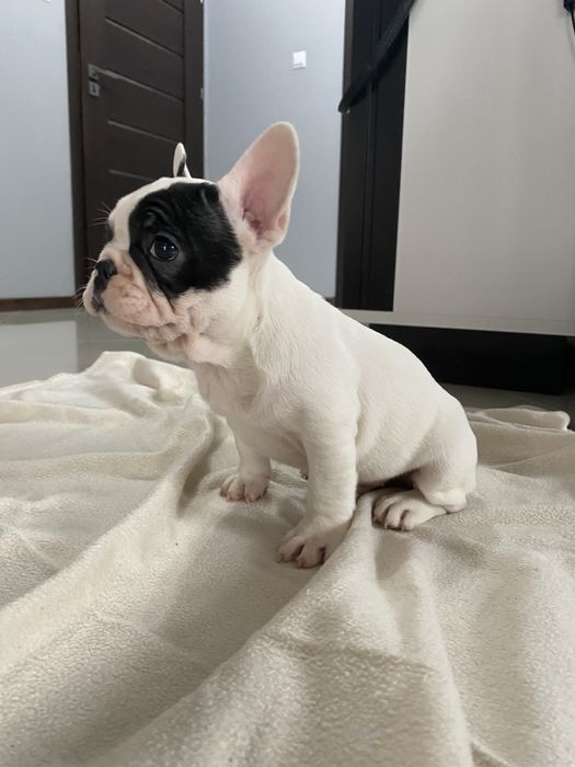 Buldog Francuski, piesek, biały