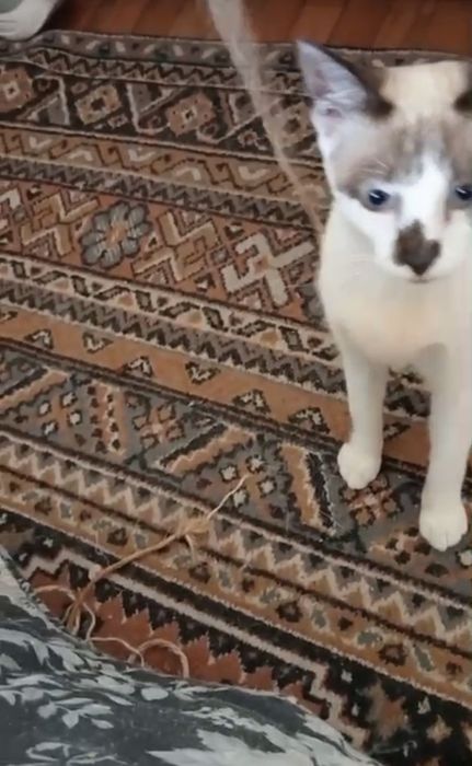 Gatinha para adopção