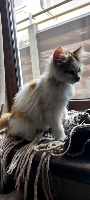 Саме муркотливе котеня