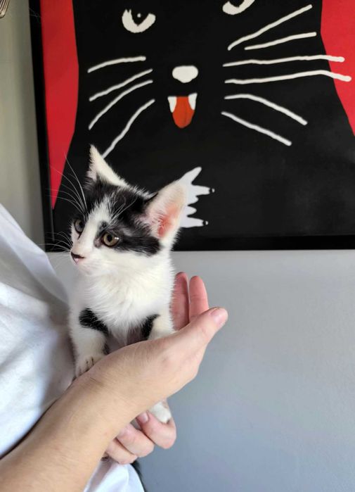 Wiola - piękność do adopcji