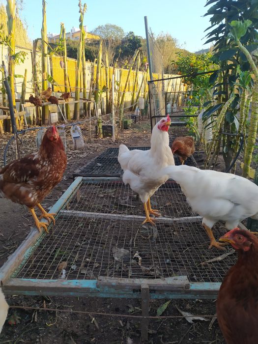 Galos Galinhas vivos Caseiros