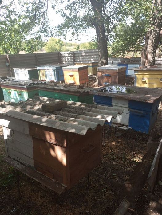 Продам вулики з бджолами. Бджолосім'ї