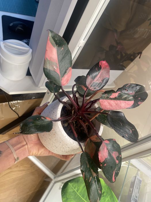 Philodendron Pink Princess sadzonka