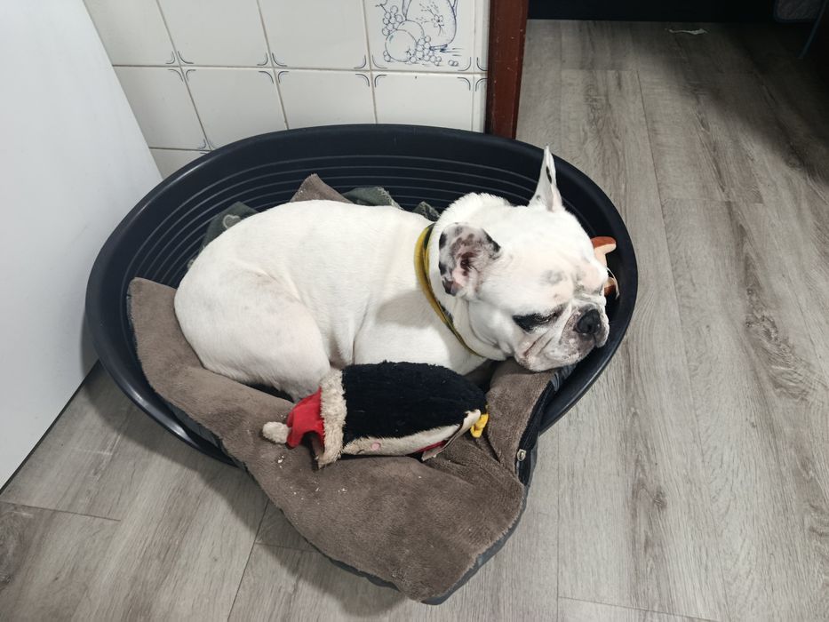 Procuro dono responsável para o meu cão