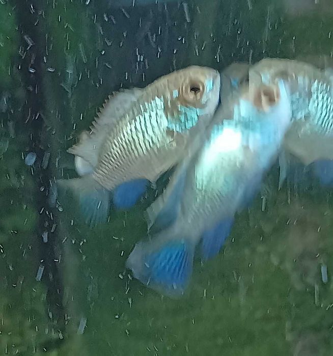 Andinocaras Pulcher "Electric Blue" (5 cm)