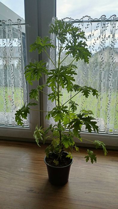 Kwiat geranium anginka