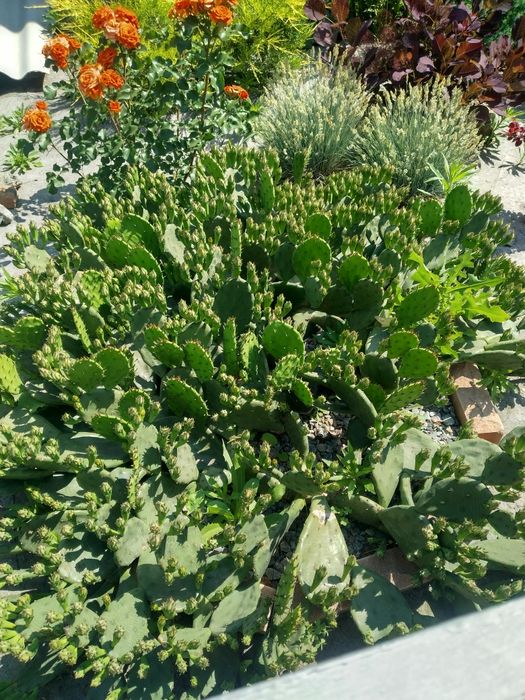 Опунция уличная садовая желтая