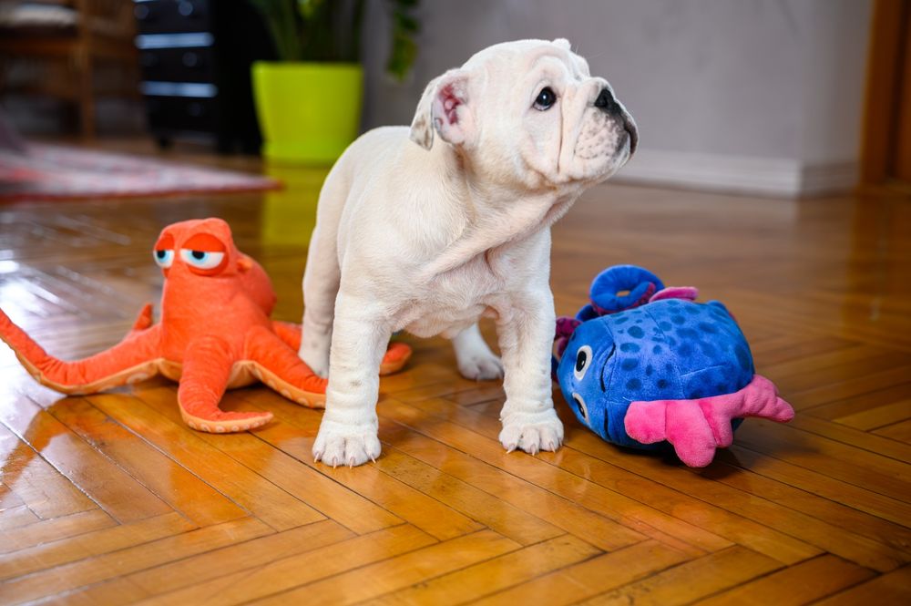 Чудові бульдожки