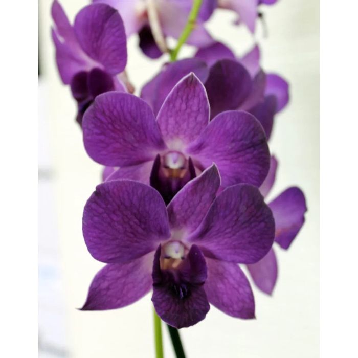 Дендрофаленопсис Эмма орхидея