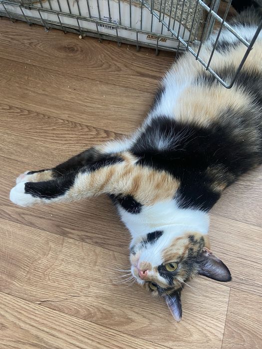 Котики в добрі ручки