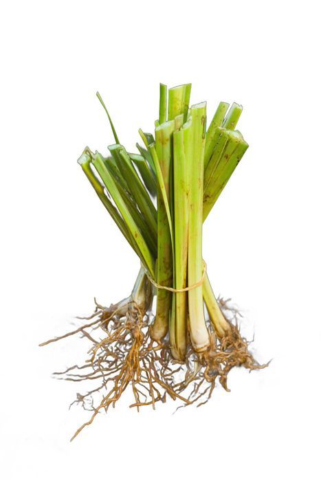 Plantas Vetiver Biológico (Slips) - Controlo de Erosão e Estabilização de Taludes