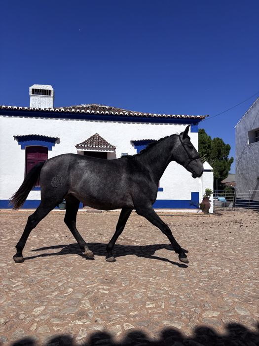 Poldro Lusitano Puro 2 anos