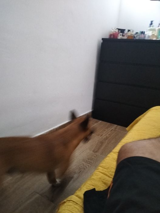 Doação de cão de caça
