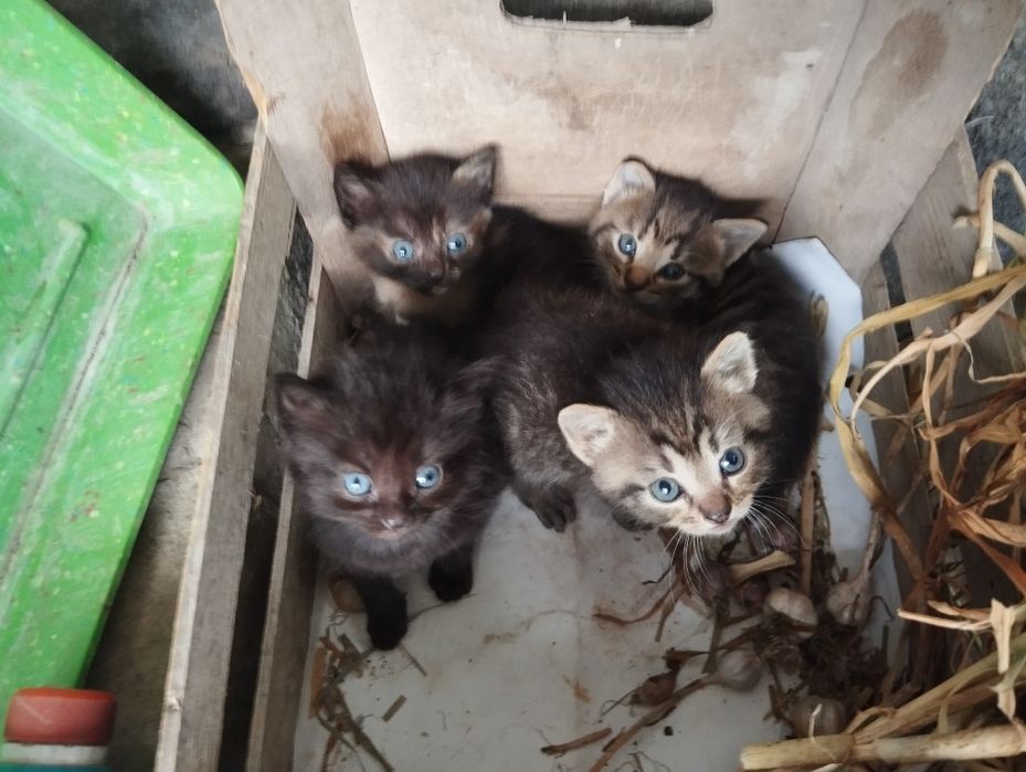 Котенята в добрі руки