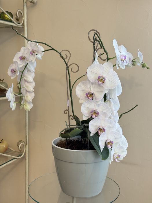 Орхидея фаленопсис Афродиты. 70*50 см.