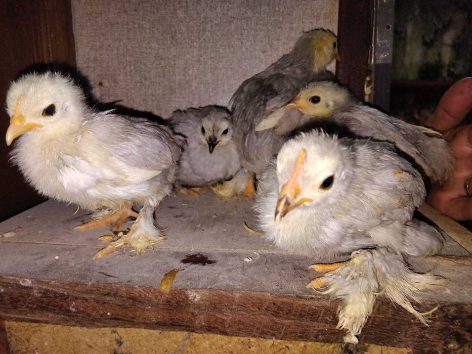 Pekins Lavanda Pintos