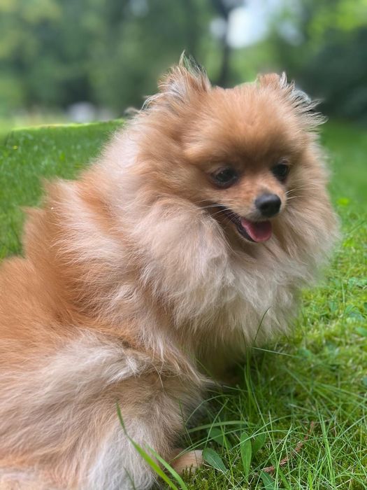 Продається дівчинка померанського шпіца