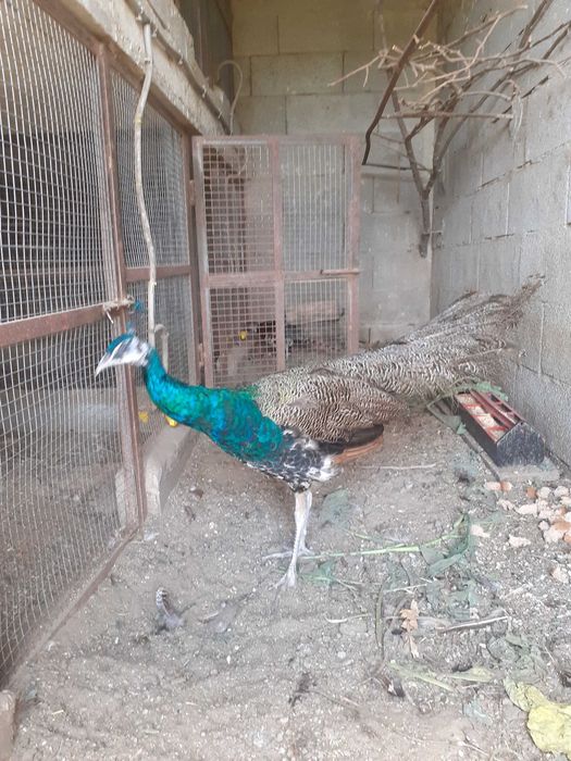 Faisões  muito bonitos raças  puras