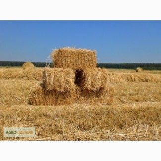 Тюки соломи пшениці