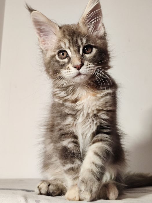 Мейн-кун дівчинка