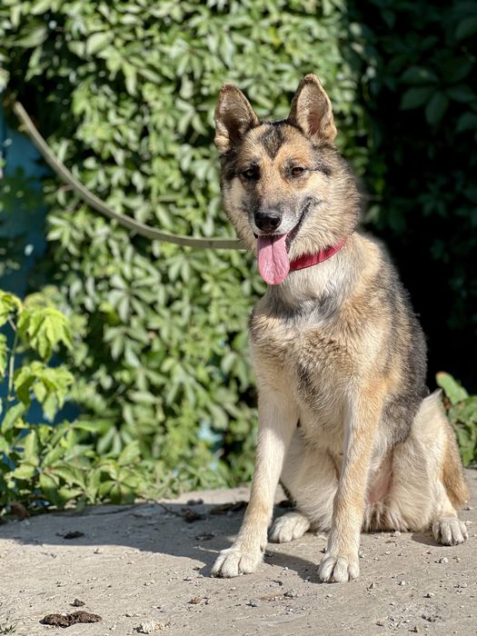 Лали ищет семью