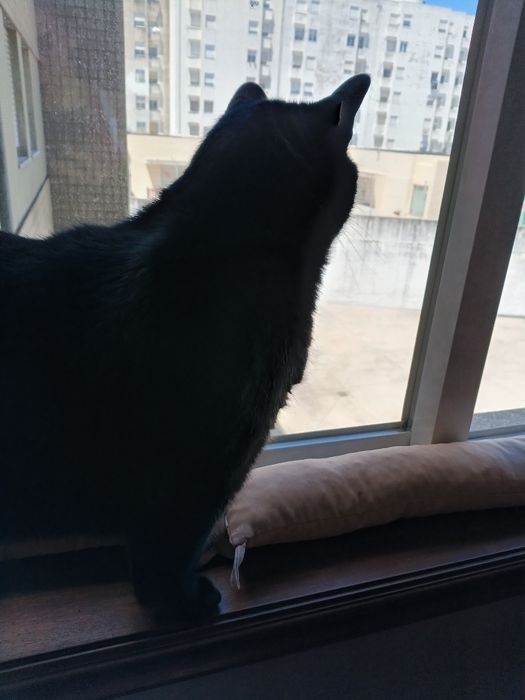 Gatinho para adoção