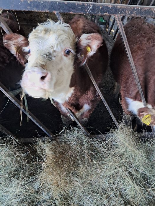 Hereford 10-12 miesięcy