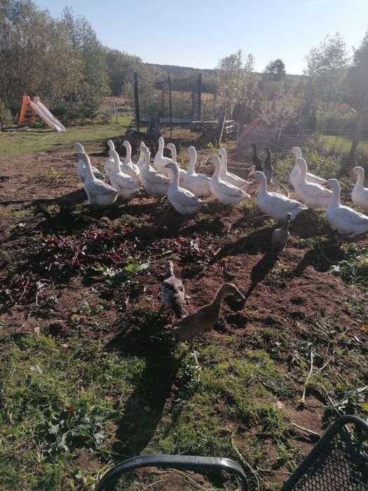 Sprzedam gęsi do uboju